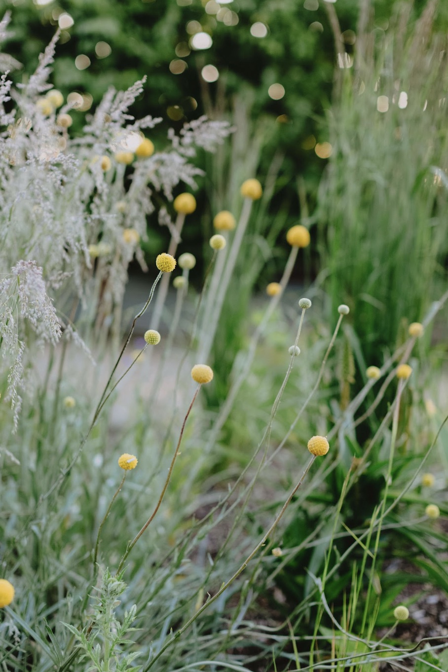 biodiverse garden design native bush