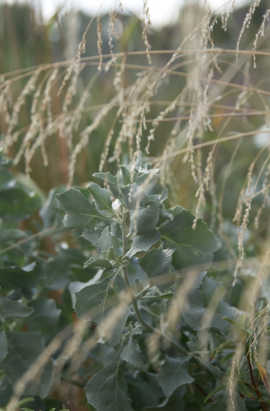 biodiverse garden design native plants