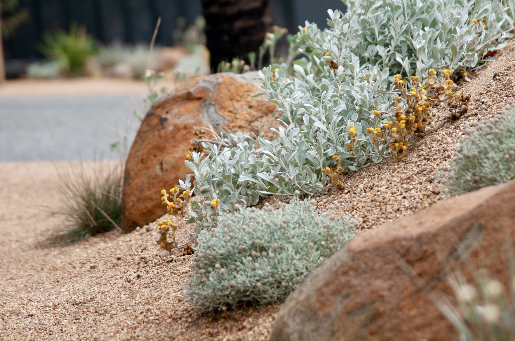 biodiverse garden design rock plants